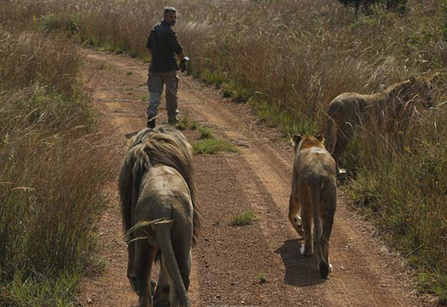 γητευτής λιονταριών