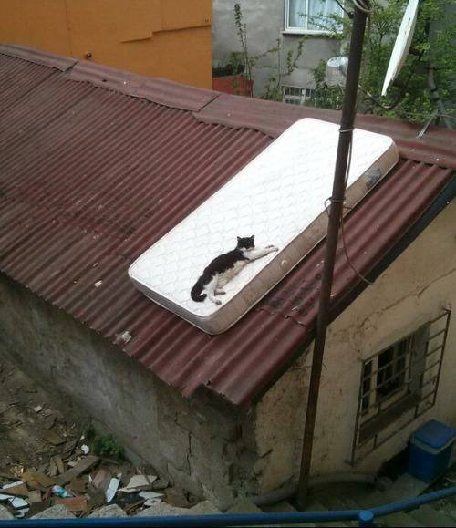 Τα YOLO της Δευτέρας Τα YOLO της Δευτέρας