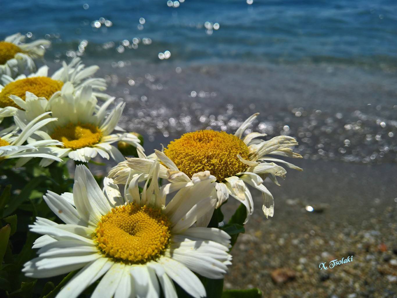 © Χρυσούλα Τσολάκη © Χρυσούλα Τσολάκη