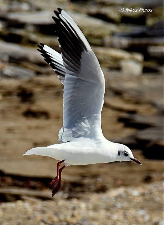 © Nikos Floros / Free…