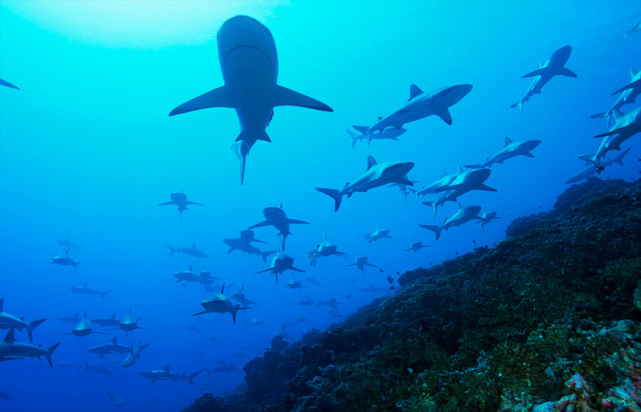 Ζήστε τη μαγεία του Project Gombessa σε ένα video