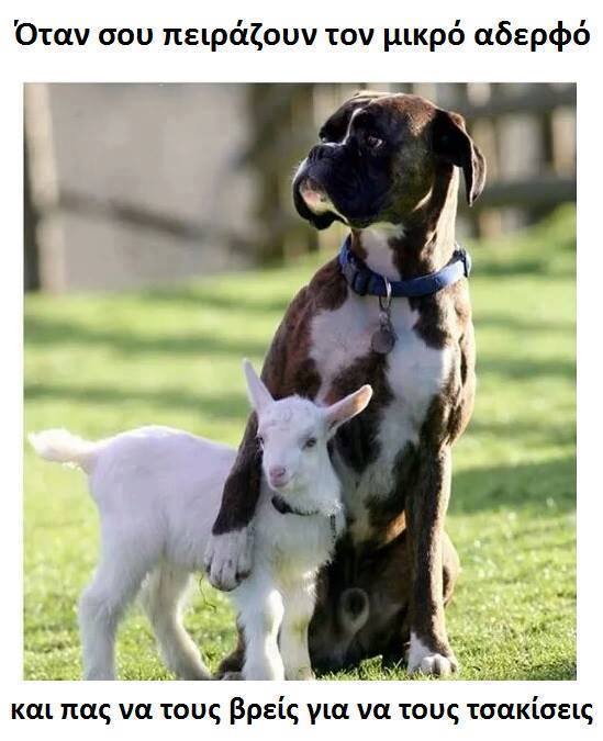 Τα YOLO της Κυριακής