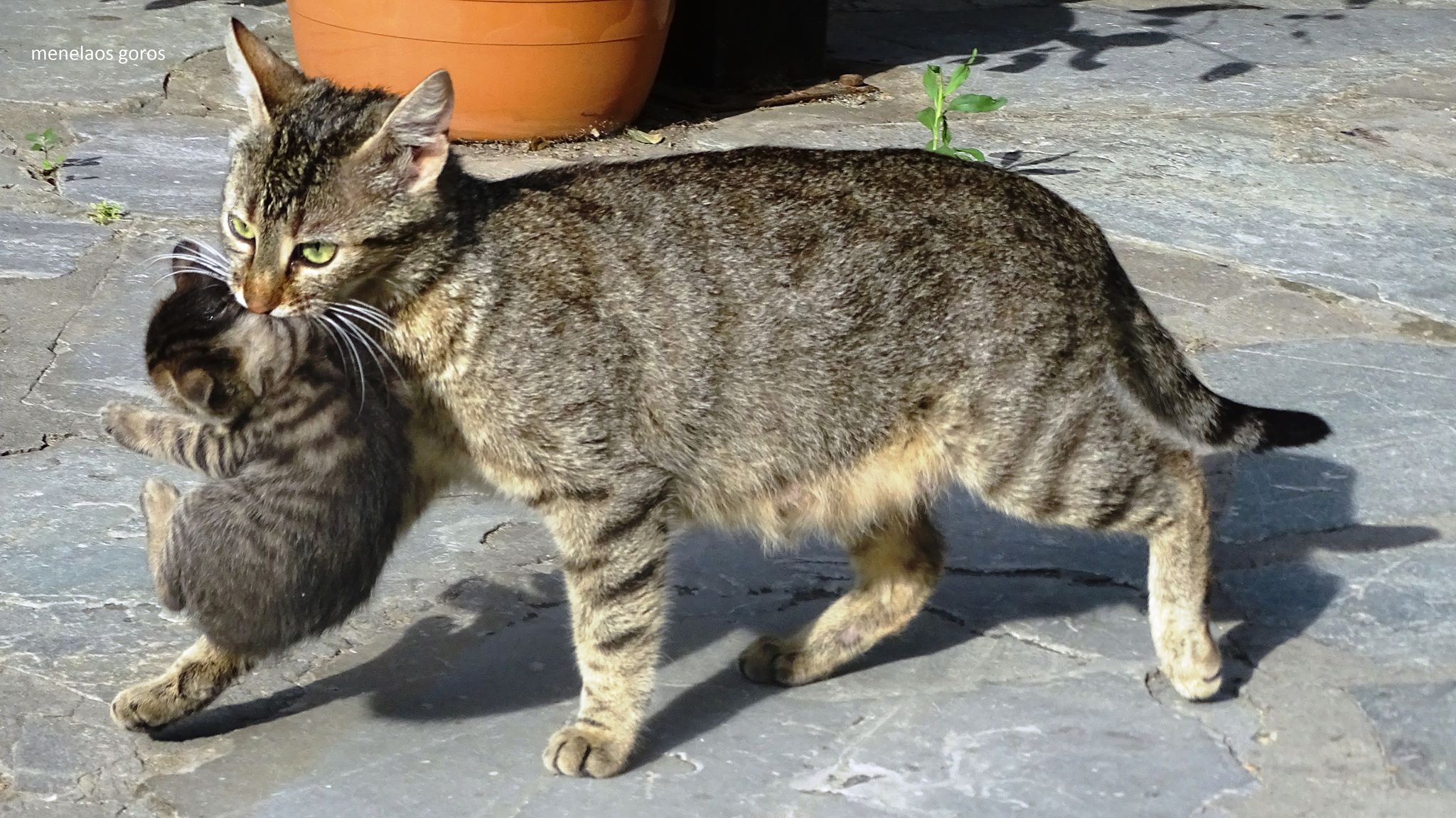 © Menelaos Goros © Menelaos Goros