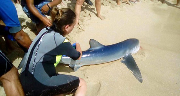 Μπλε καρχαρίας βγήκε στη στεριά Μπλε καρχαρίας βγήκε στη στεριά