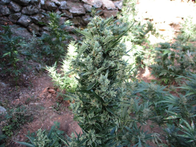 Πέντε φυτείες χασίς και τρεις συλλήψεις στον Μυλοπόταμο Ρεθύμνου (εικόνες)