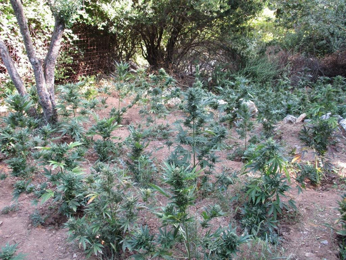 Πέντε φυτείες χασίς και τρεις συλλήψεις στον Μυλοπόταμο Ρεθύμνου (εικόνες)