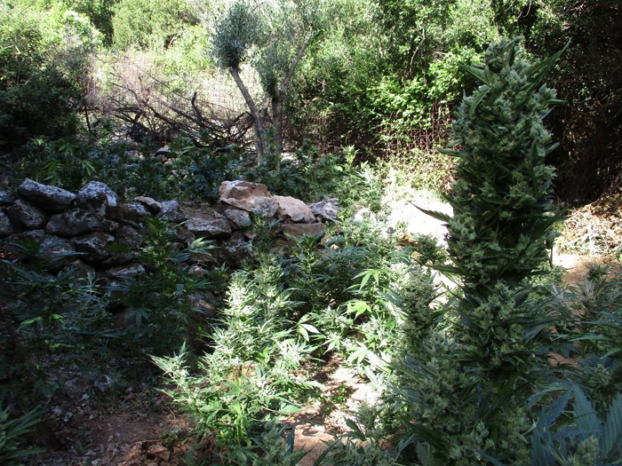 Πέντε φυτείες χασίς και τρεις συλλήψεις στον Μυλοπόταμο Ρεθύμνου (εικόνες)