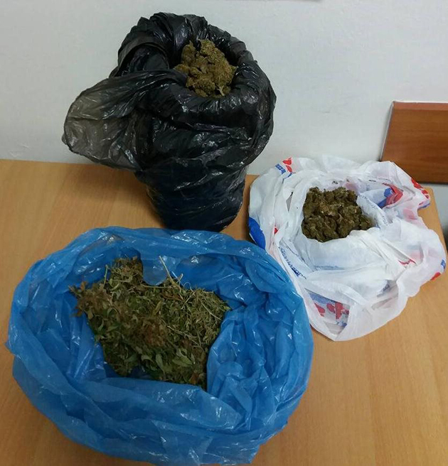 Δενδρύλλια κάνναβης στη Θεσσαλονίκη