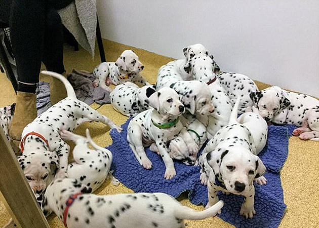 κουταβάκια Δαλματίας κουταβάκια Δαλματίας