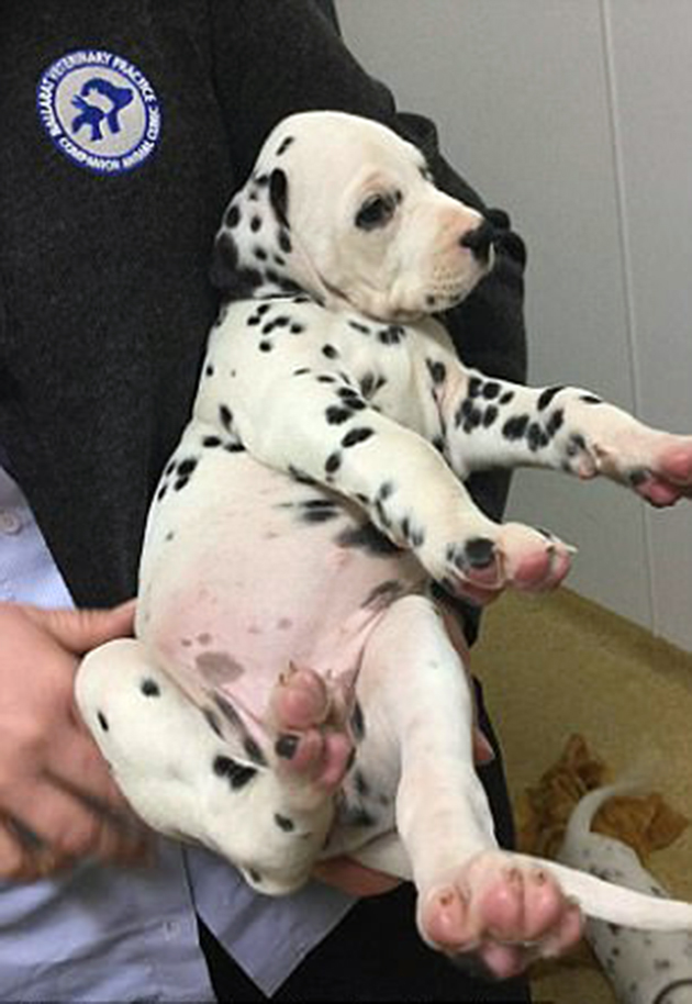 κουταβάκια Δαλματίας κουταβάκια Δαλματίας