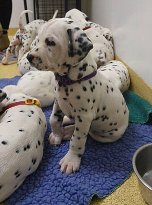 κουταβάκια Δαλματίας κουταβάκια Δαλματίας