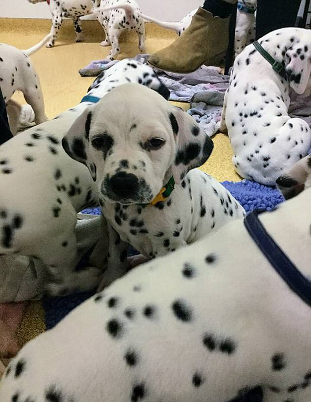 κουταβάκια Δαλματίας κουταβάκια Δαλματίας