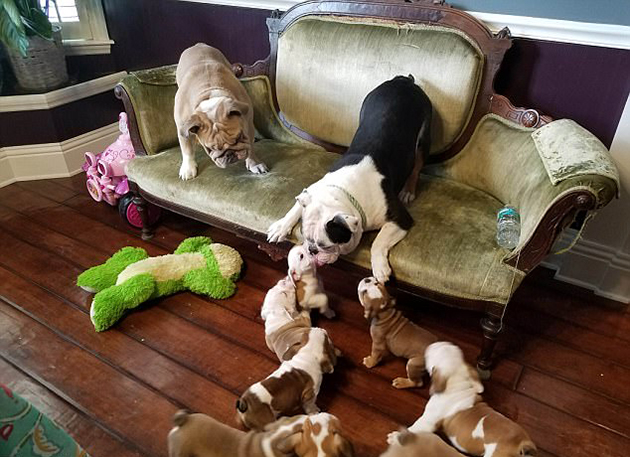 Η σκύλα απηύδησε. Όταν τα παιδιά δεν σε αφήνουν σε ησυχία 