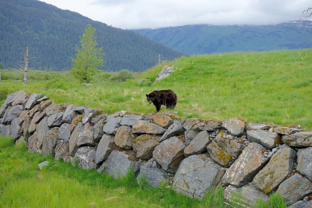Μαύρη αρκούδα Μαύρη αρκούδα
