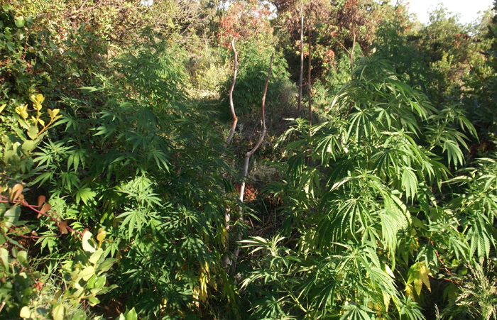 Εντόπισαν φυτεία με 603 δενδρύλλια χασίς σε χώρο του δήμου Ρεθύμνου (εικόνες)