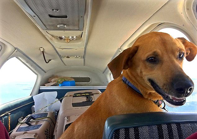 Ο Αμερικανός βετεράνος του στρατού έχει απελευθερώσει 700 ζώα από τα «καταφύγια του θανάτου» Ο Αμερικανός βετεράνος του στρατού έχει απελευθερώσει 700 ζώα από τα «καταφύγια του θανάτου»