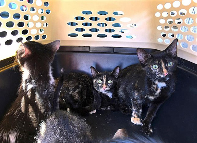 Ο Αμερικανός βετεράνος του στρατού έχει απελευθερώσει 700 ζώα από τα «καταφύγια του θανάτου» Ο Αμερικανός βετεράνος του στρατού έχει απελευθερώσει 700 ζώα από τα «καταφύγια του θανάτου»