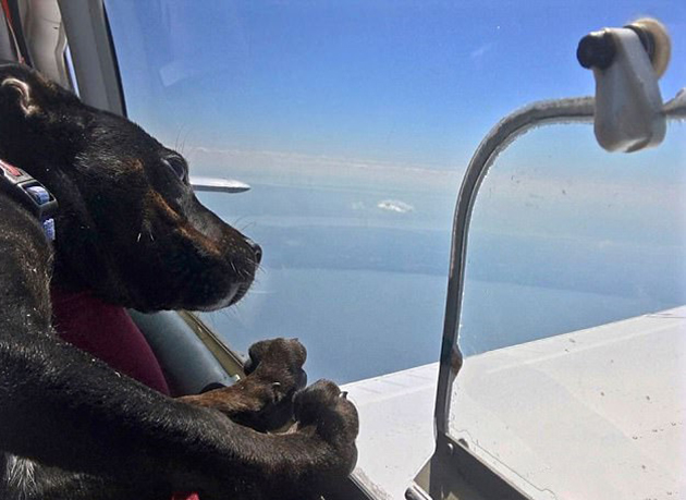 Ο Αμερικανός βετεράνος του στρατού έχει απελευθερώσει 700 ζώα από τα «καταφύγια του θανάτου» Ο Αμερικανός βετεράνος του στρατού έχει απελευθερώσει 700 ζώα από τα «καταφύγια του θανάτου»