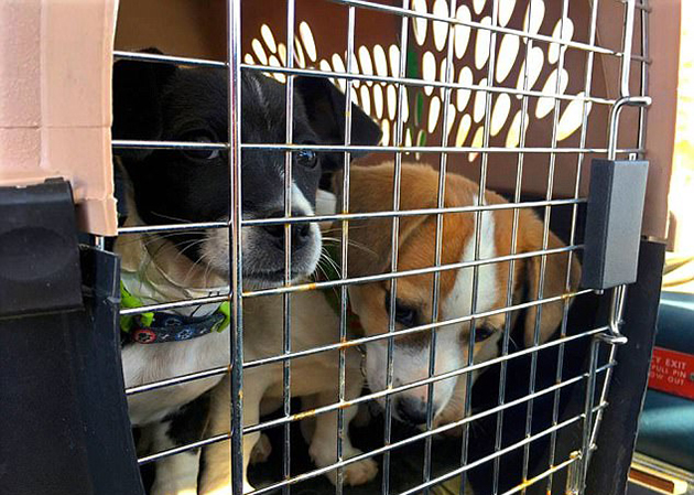 Ο Αμερικανός βετεράνος του στρατού έχει απελευθερώσει 700 ζώα από τα «καταφύγια του θανάτου» Ο Αμερικανός βετεράνος του στρατού έχει απελευθερώσει 700 ζώα από τα «καταφύγια του θανάτου»