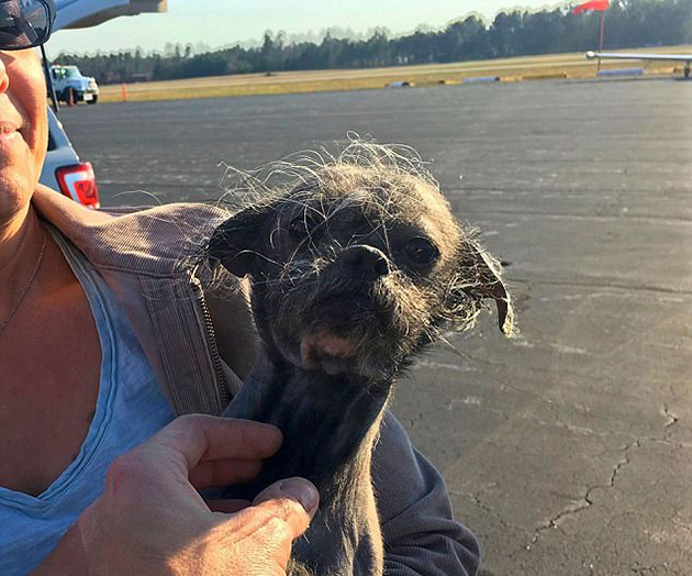 Ο Αμερικανός βετεράνος του στρατού έχει απελευθερώσει 700 ζώα από τα «καταφύγια του θανάτου» Ο Αμερικανός βετεράνος του στρατού έχει απελευθερώσει 700 ζώα από τα «καταφύγια του θανάτου»