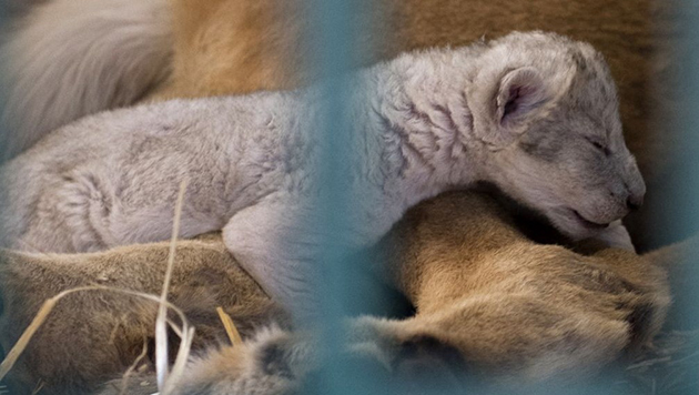 Η Ντάνα και το λιονταράκι της