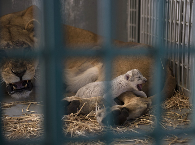 Η Ντάνα και το λιονταράκι της