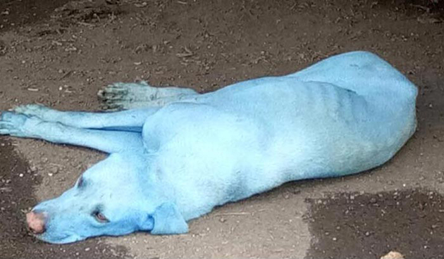 Μπλε σκυλιά