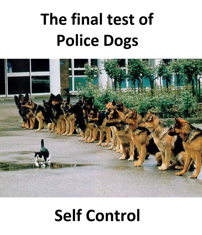 Τα YOLO του Σαββάτου Τα YOLO του Σαββάτου