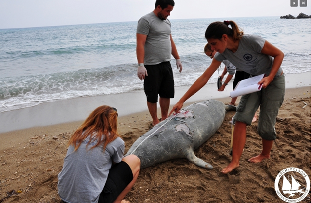 φώκια Αργυρώ, Σάμος φώκια Αργυρώ, Σάμος