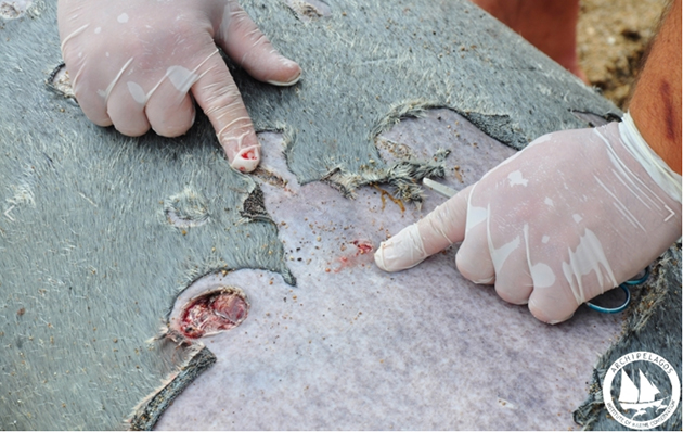 φώκια Αργυρώ, Σάμος φώκια Αργυρώ, Σάμος