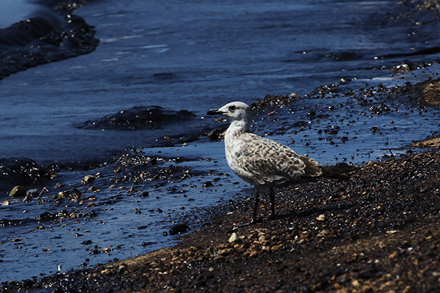 ΜΕΓΑΛΗ ΟΙΚΟΛΟΓΙΚΗ ΚΑΤΑΣΤΡΟΦΗ ΣΤΗΝ ΘΑΛΑΣΣΙΑ ΠΑΝΙΔΑ ΜΕΓΑΛΗ ΟΙΚΟΛΟΓΙΚΗ ΚΑΤΑΣΤΡΟΦΗ ΣΤΗΝ ΘΑΛΑΣΣΙΑ ΠΑΝΙΔΑ