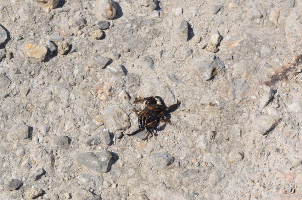 Κυνόσουρα Σαλαμίνας Κυνόσουρα Σαλαμίνας