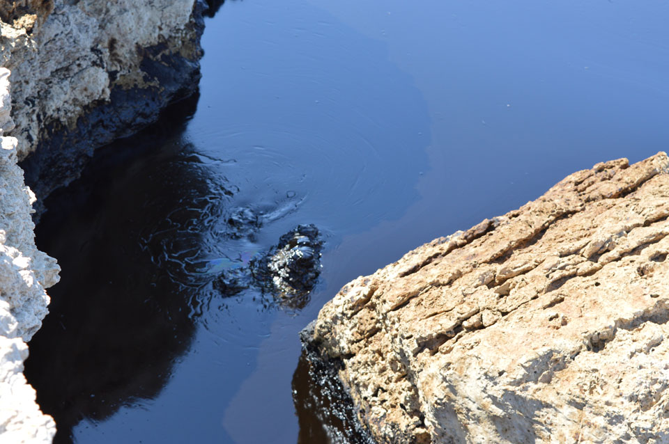 Κυνόσουρα Σαλαμίνας Κυνόσουρα Σαλαμίνας