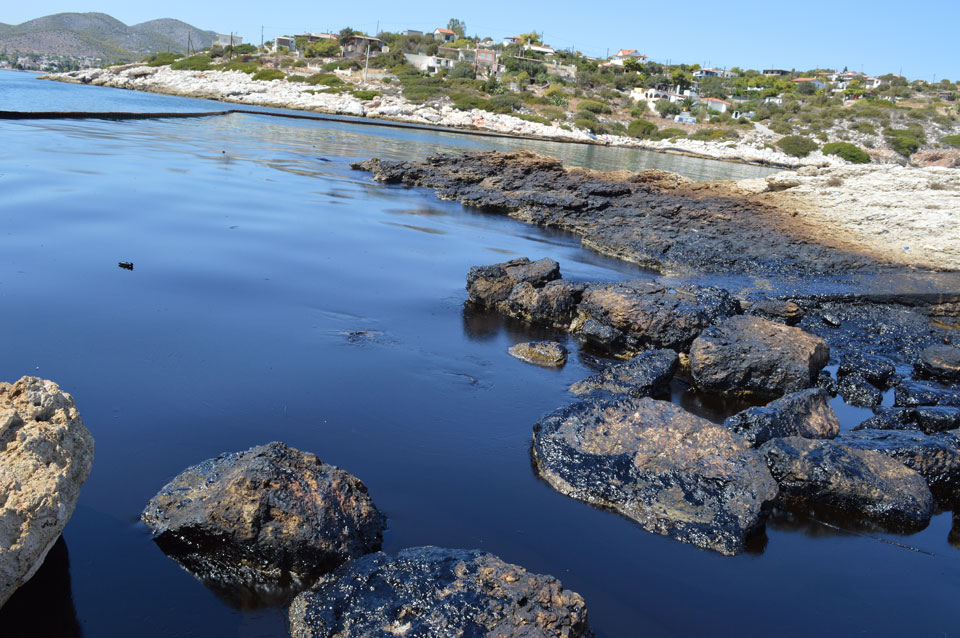 Κυνόσουρα Σαλαμίνας Κυνόσουρα Σαλαμίνας