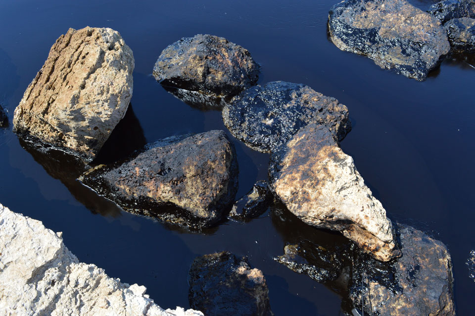 Κυνόσουρα Σαλαμίνας Κυνόσουρα Σαλαμίνας