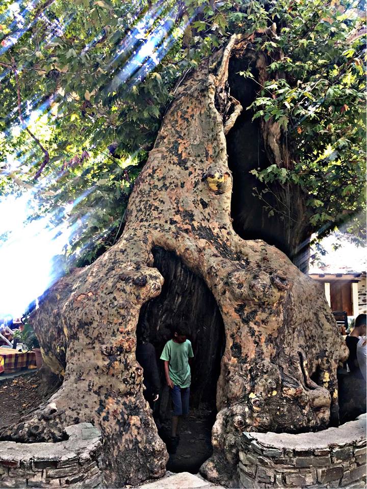 © Katerina Sarri / Μακρυνίτσα, Πήλιο