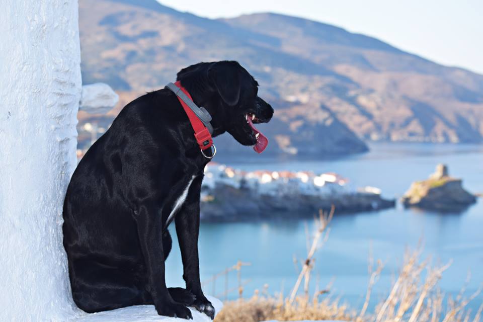 © Maria Lamb / Αγναντεύοντας τη Χώρα της Άνδρου