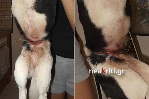 Αδέσποτο σκυλί