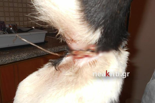 Αδέσποτο σκυλί