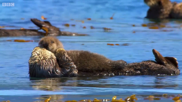 Blue Planet II Blue Planet II