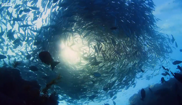 Blue Planet II Blue Planet II