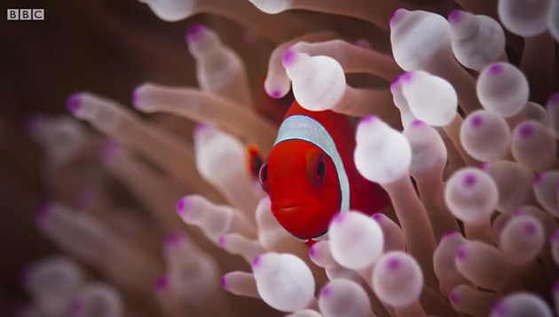 Blue Planet II Blue Planet II