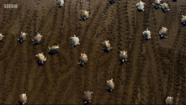 Blue Planet II Blue Planet II