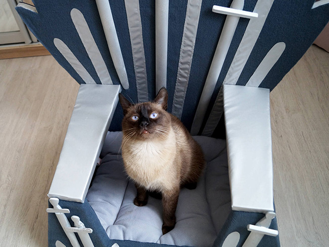 Ένας Σιδηρούν Θρόνος για τη γάτα σας