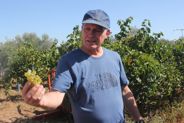 Ο Κυριάκος Κορωνιώτης μας ξεναγεί στους πειραματικούς αμπελώνες τους Ο Κυριάκος Κορωνιώτης μας ξεναγεί στους πειραματικούς αμπελώνες τους