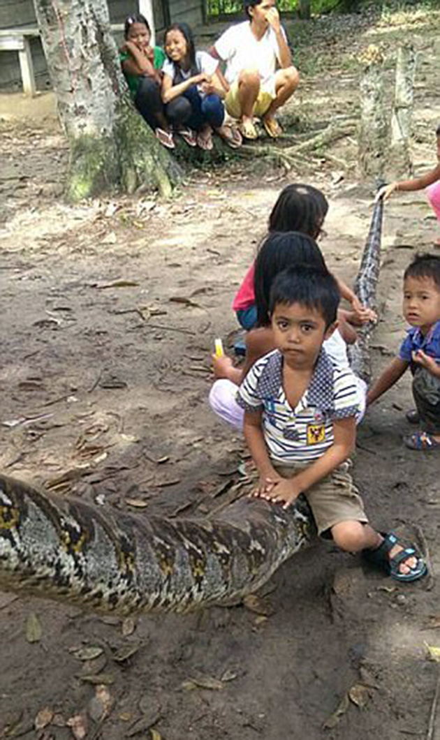 Φύλακας πάλεψε με πύθωνα 8 μέτρων