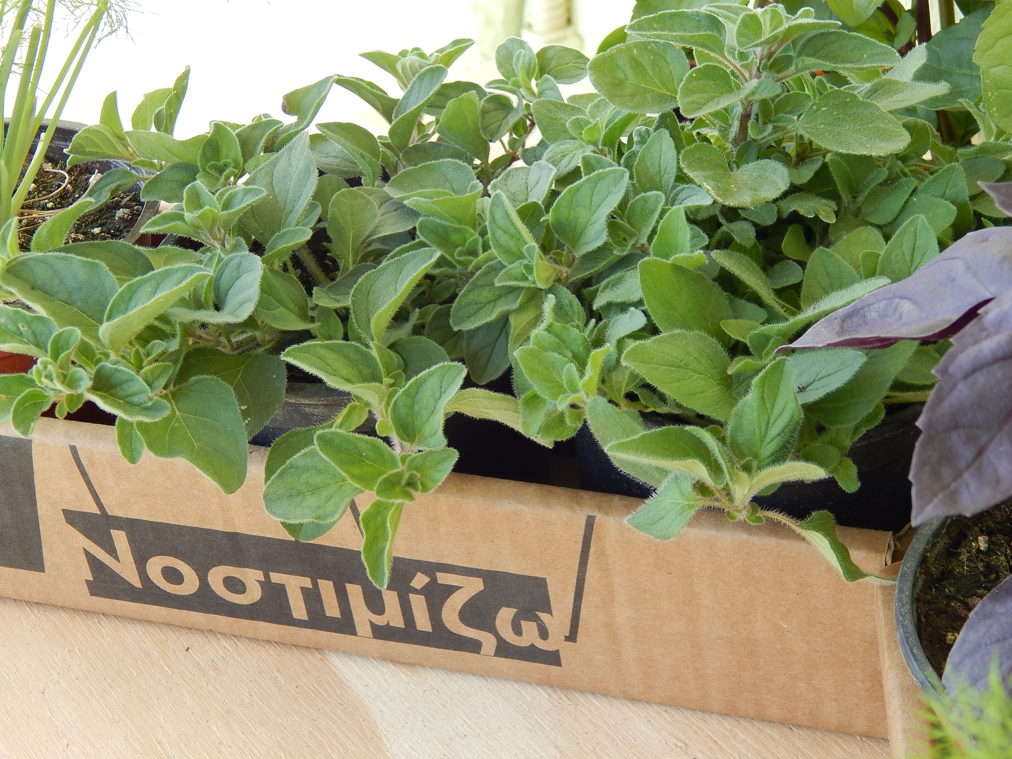 Το Thessaloniki Food Festival σε Athens Edition αυτό το σαββατοκύριακο Το Thessaloniki Food Festival σε Athens Edition αυτό το σαββατοκύριακο