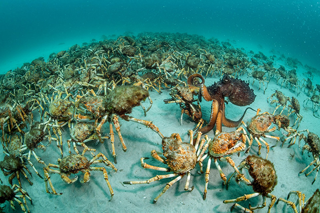 Crab Surprise by Justin Gilligan
