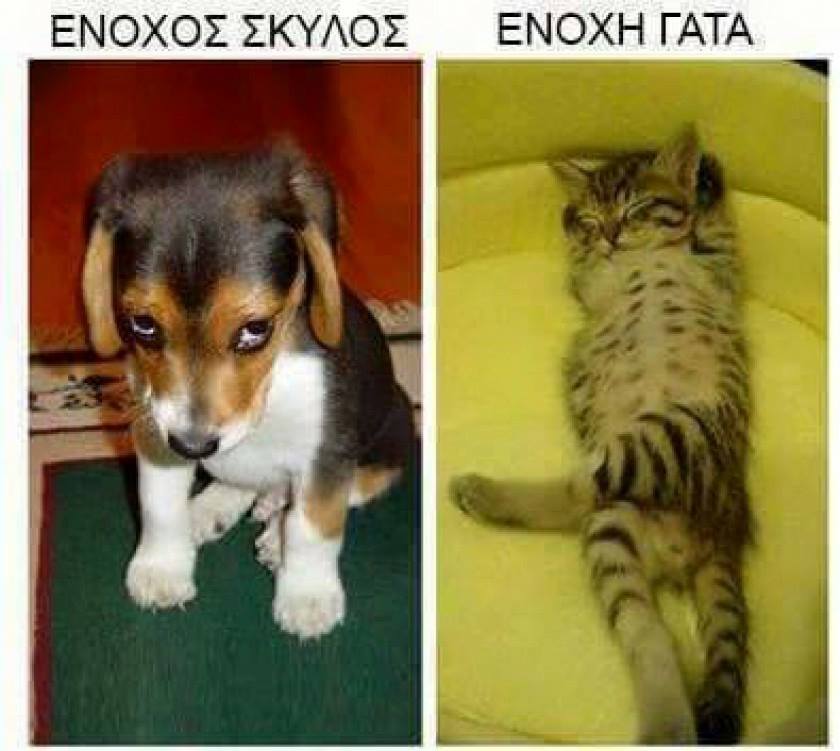 Τα yolo της Πέμπτης