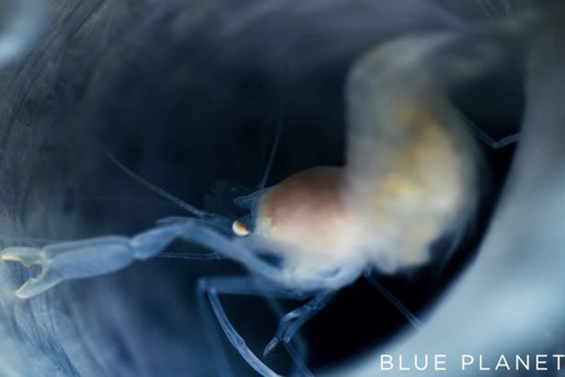 Μπλε Πλανήτης 